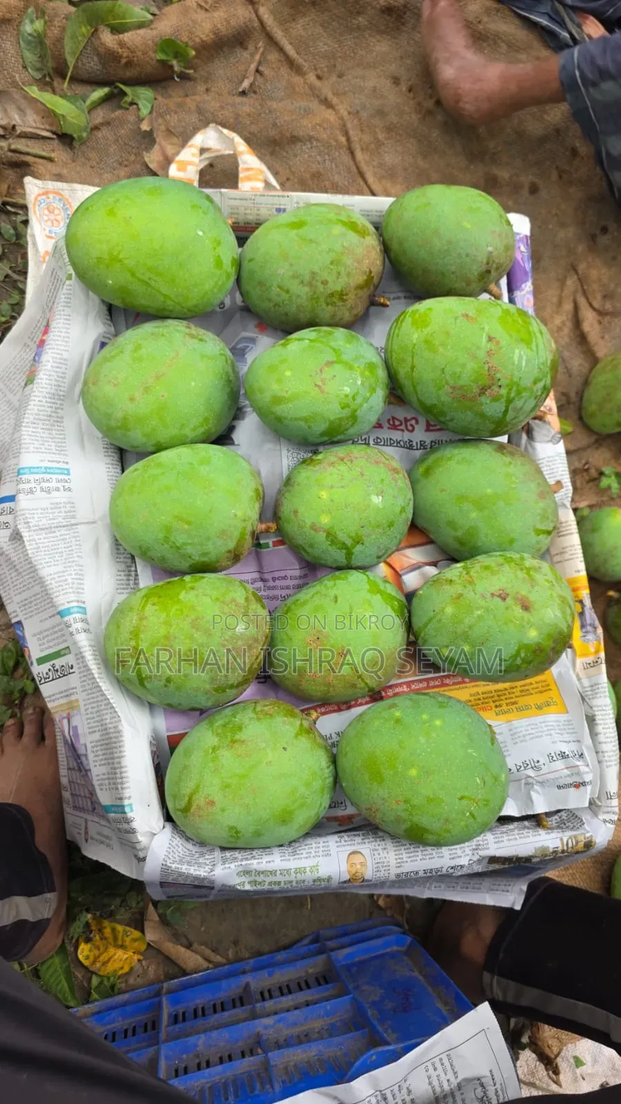 Chemical-Free Gobindobhog Mangoes - Delivery Across Bangladesh