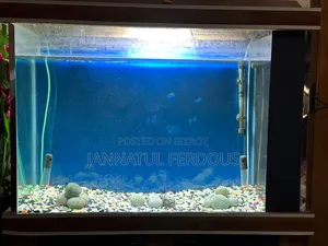 Large Fish Aquarium
