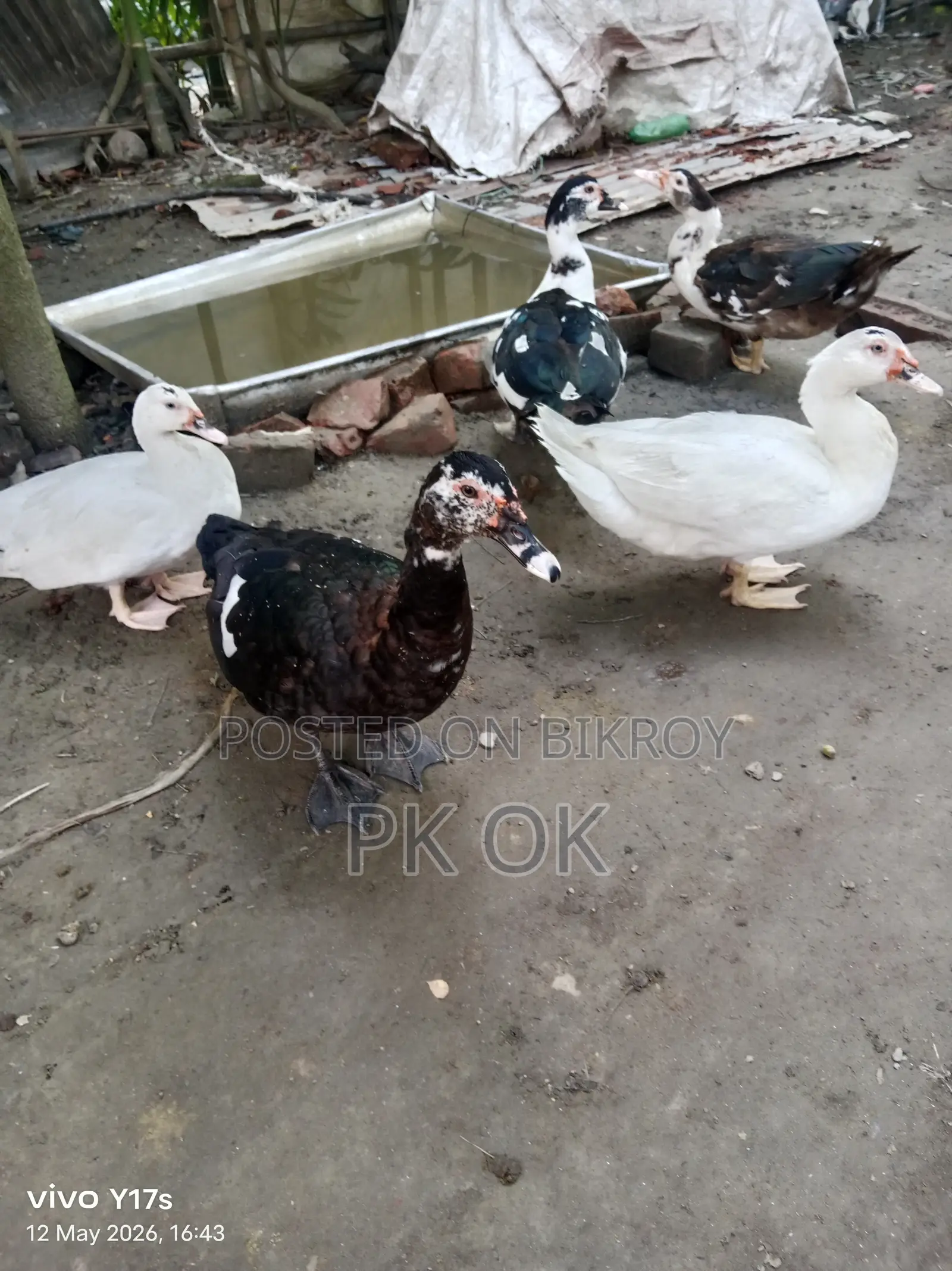 Pure White Muscovy Duck