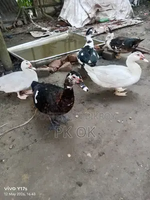 Pure White Muscovy Duck