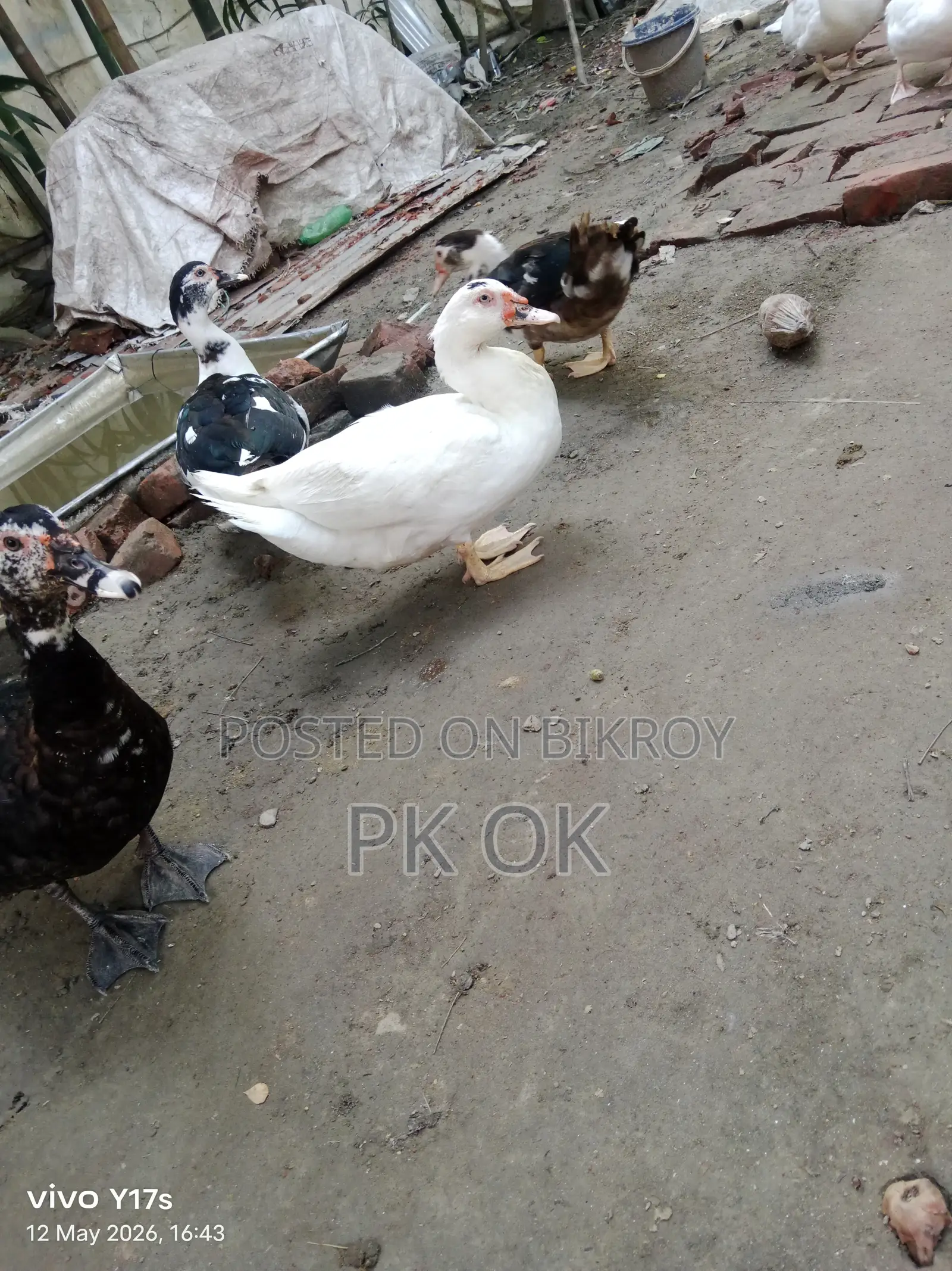 Pure White Muscovy Duck