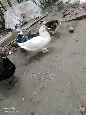 Pure White Muscovy Duck