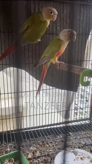 Adult Conure Pair