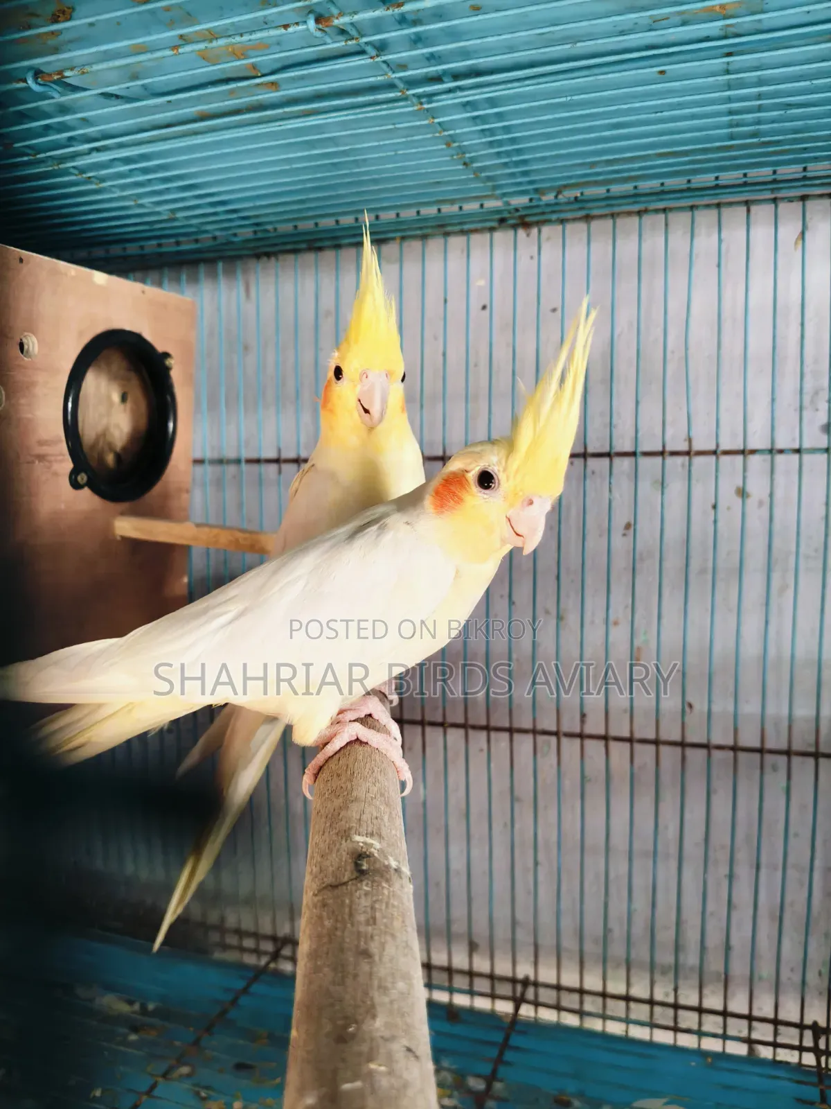 Lutino Red Eye Cockatiel Pair