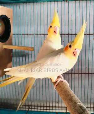 Lutino Red Eye Cockatiel Pair