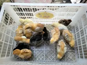 ফাহমি মুরগির বাচ্চা