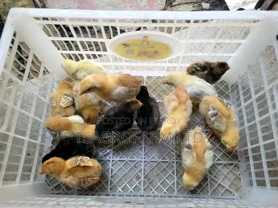 ফাহমি মুরগির বাচ্চা