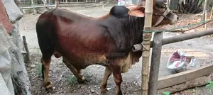 শাহী ওয়াল কুরবানী উপযোগী ষাঁড় গরু