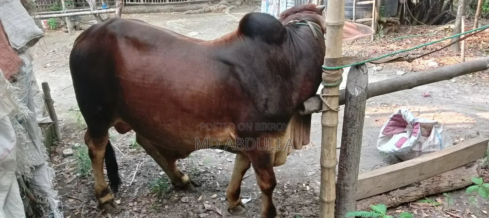 শাহী ওয়াল কুরবানী উপযোগী ষাঁড় গরু