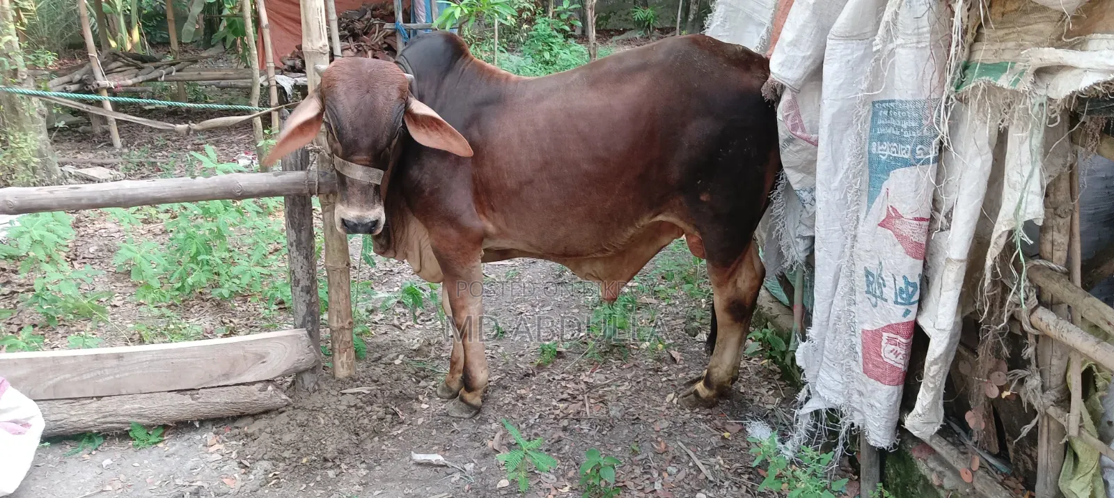 শাহী ওয়াল কুরবানী উপযোগী ষাঁড় গরু