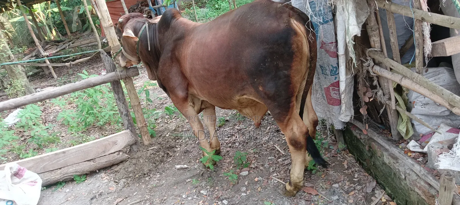 শাহী ওয়াল কুরবানী উপযোগী ষাঁড় গরু
