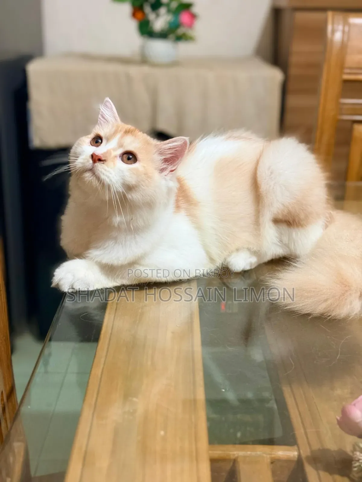 3-6 Months Male Purebred Persian