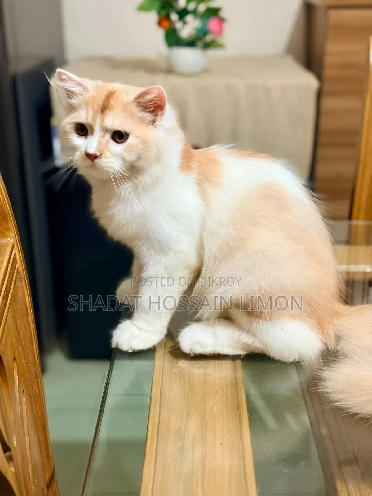 3-6 Months Male Purebred Persian