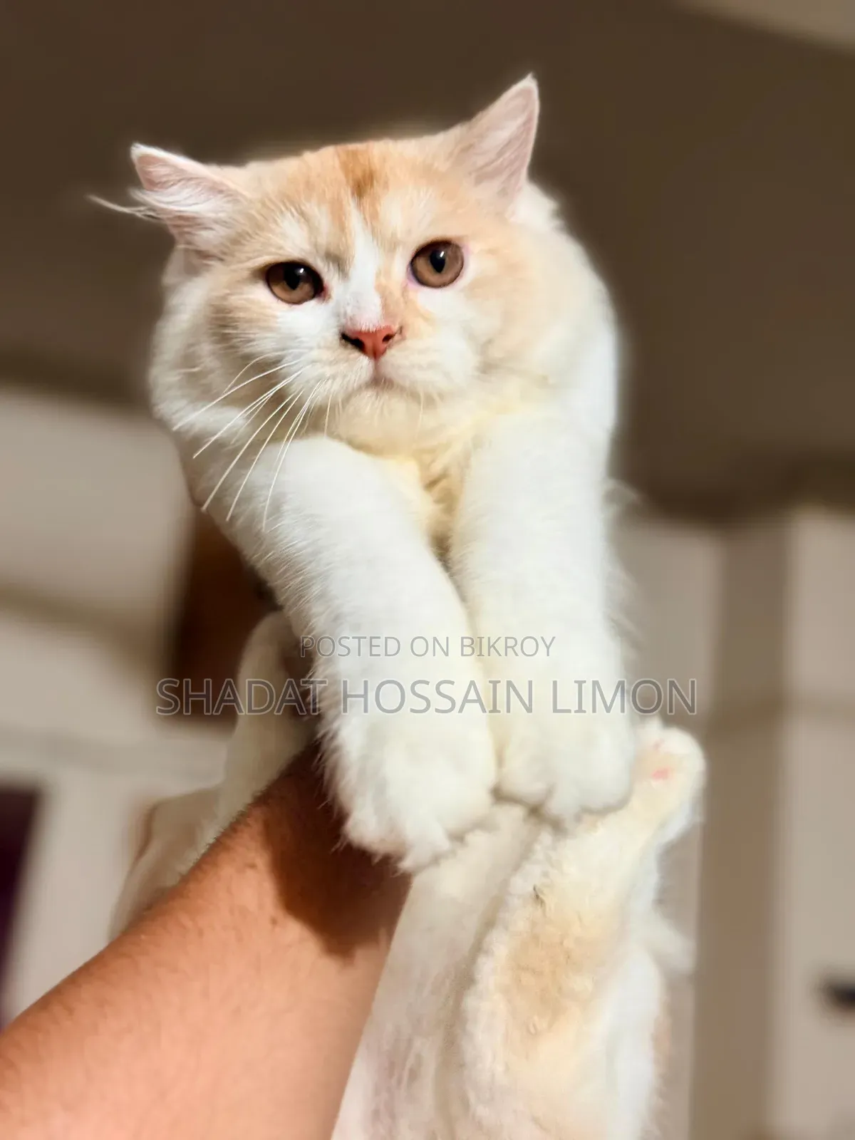 3-6 Months Male Purebred Persian