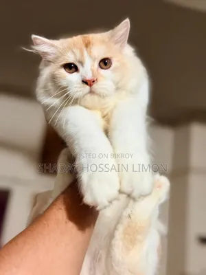3-6 Months Male Purebred Persian