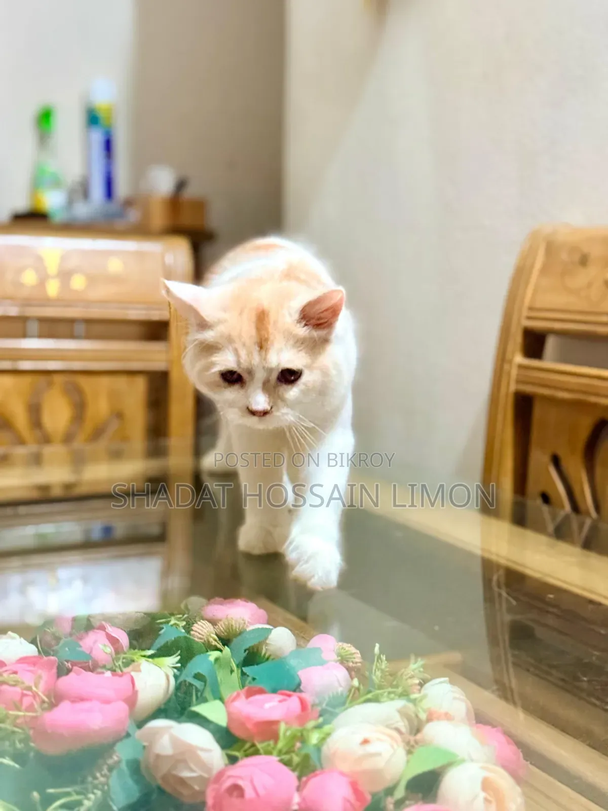 3-6 Months Male Purebred Persian