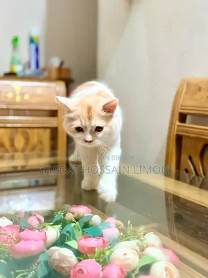 3-6 Months Male Purebred Persian