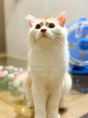 3-6 Months Male Purebred Persian