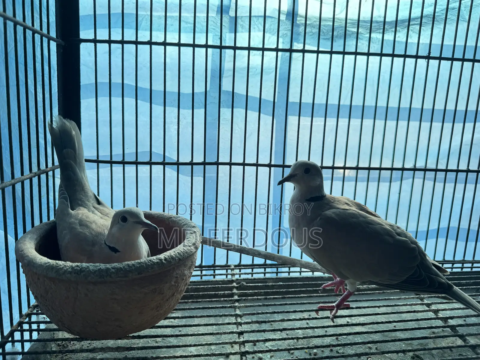 Australian Dove