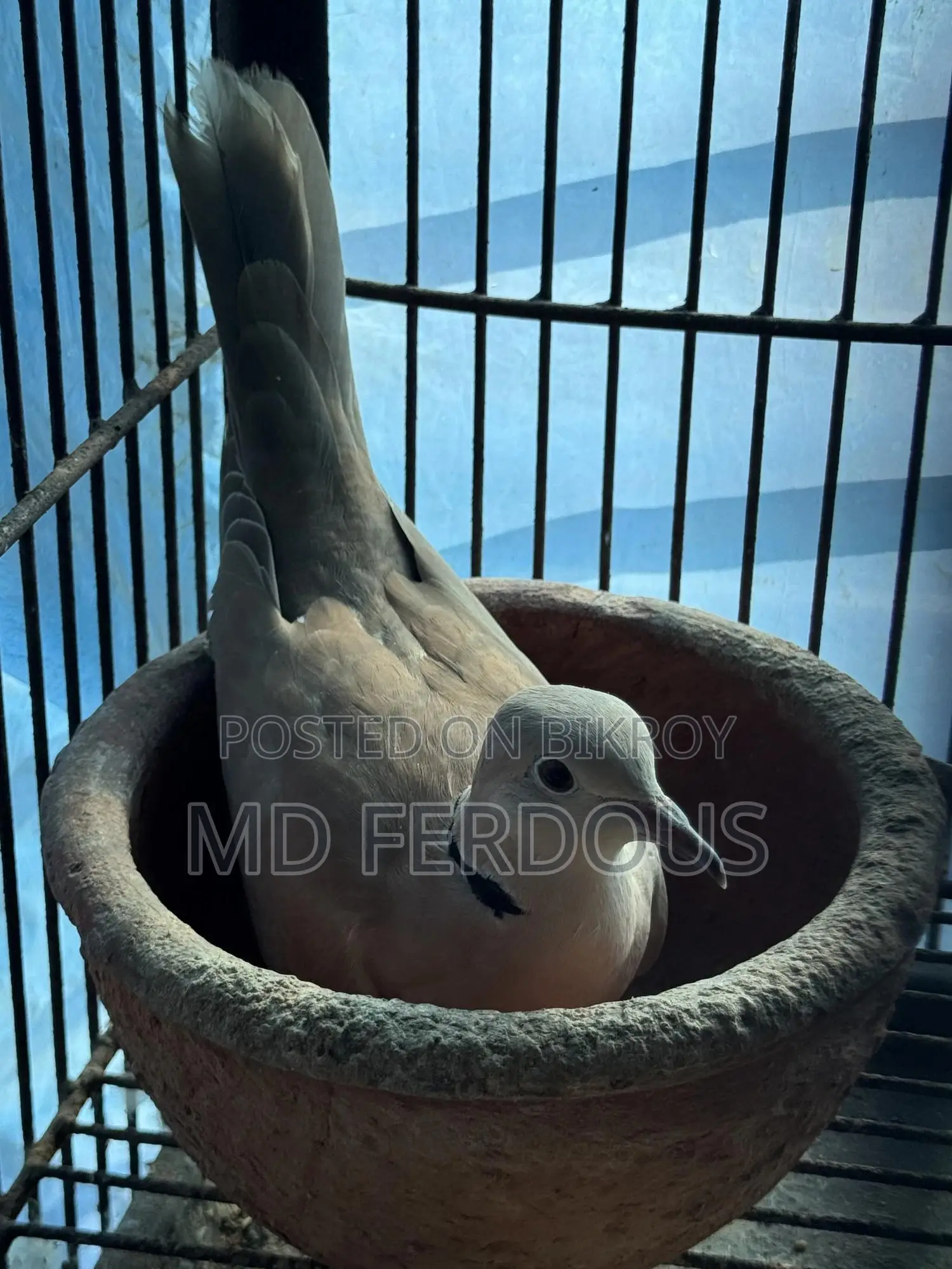 Australian Dove