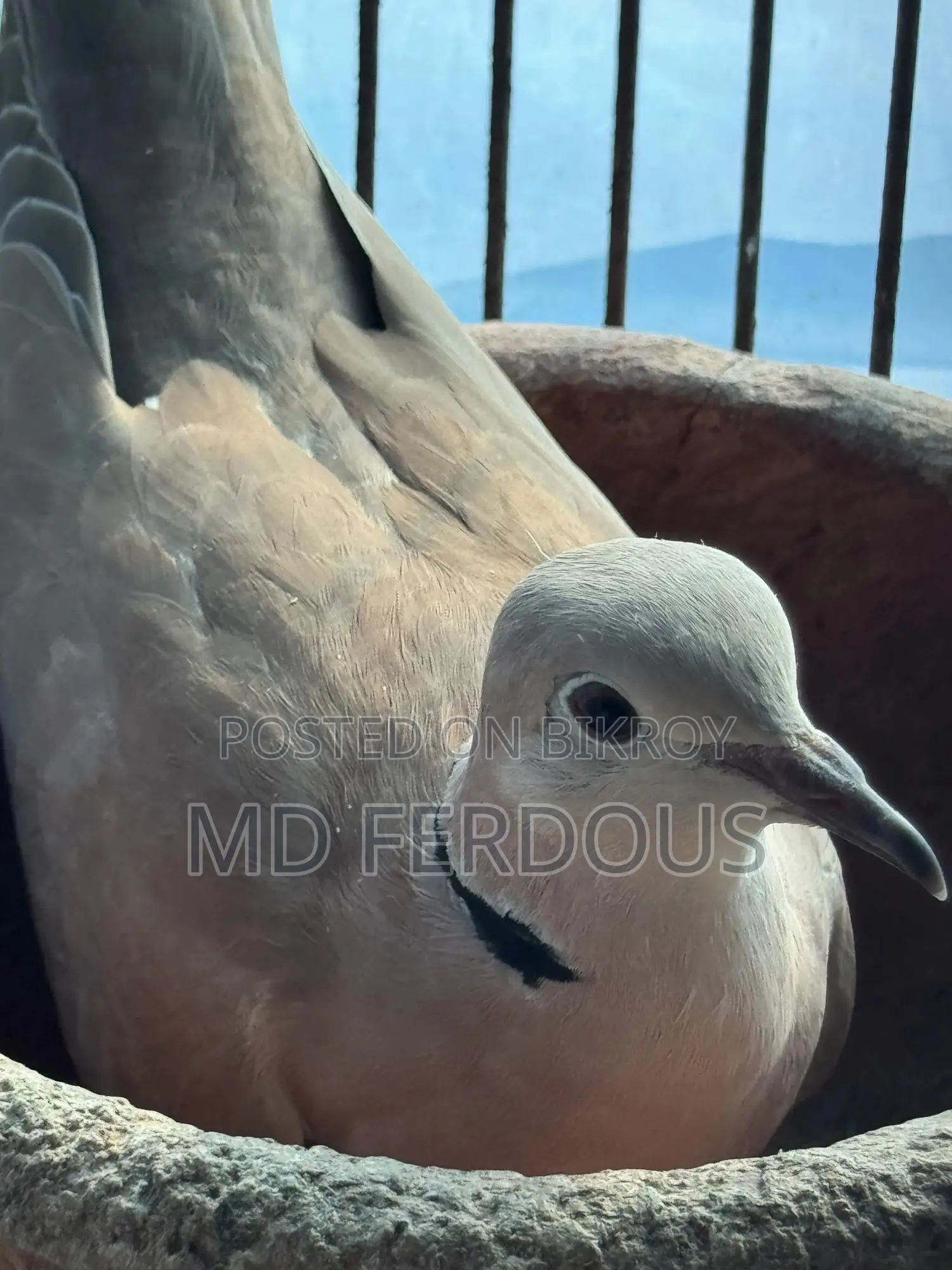 Australian Dove