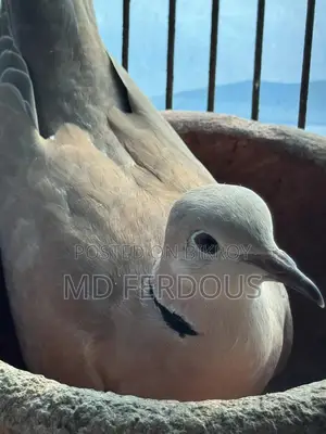 Australian Dove