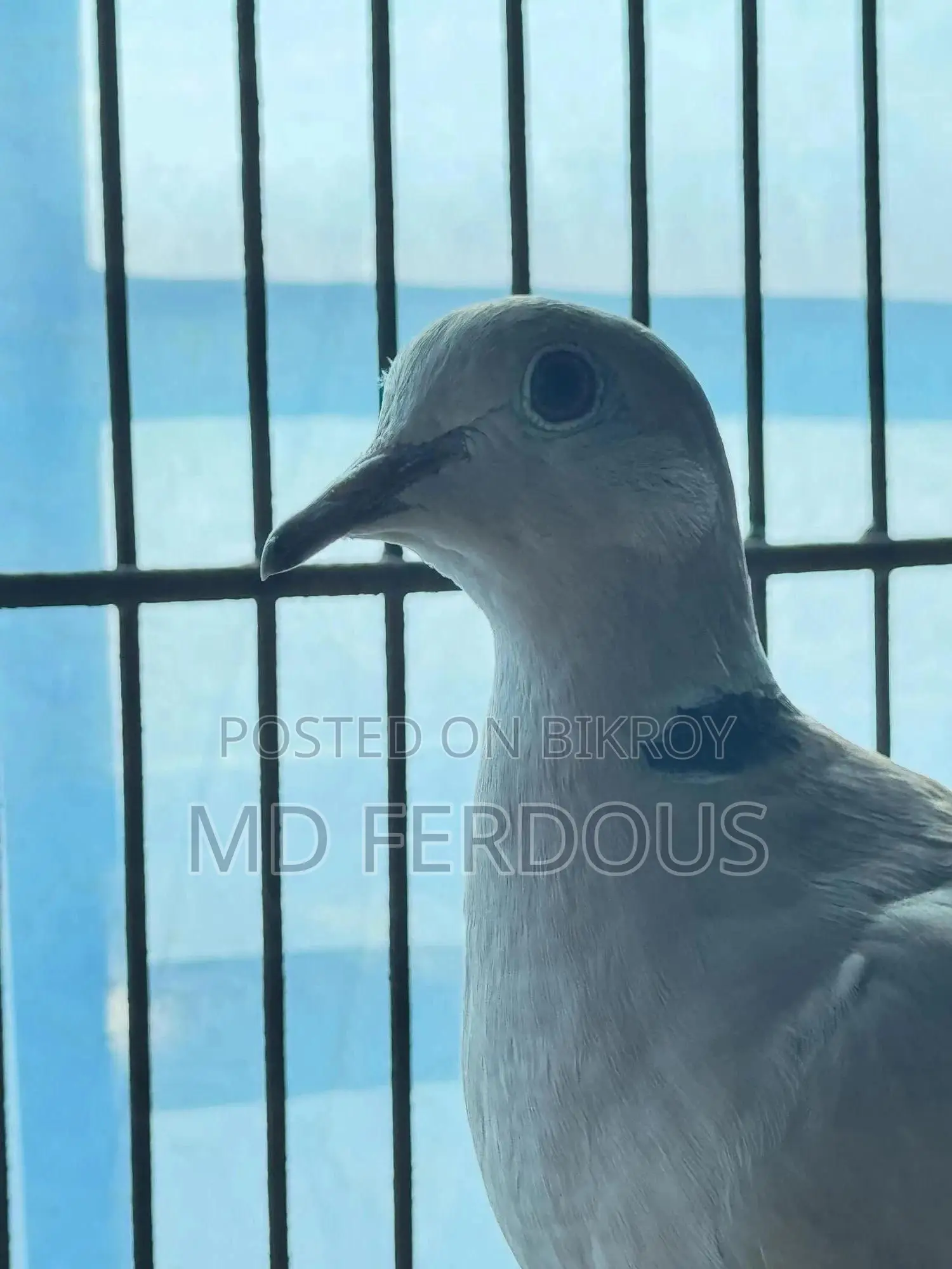 Australian Dove