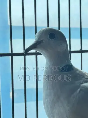 Australian Dove
