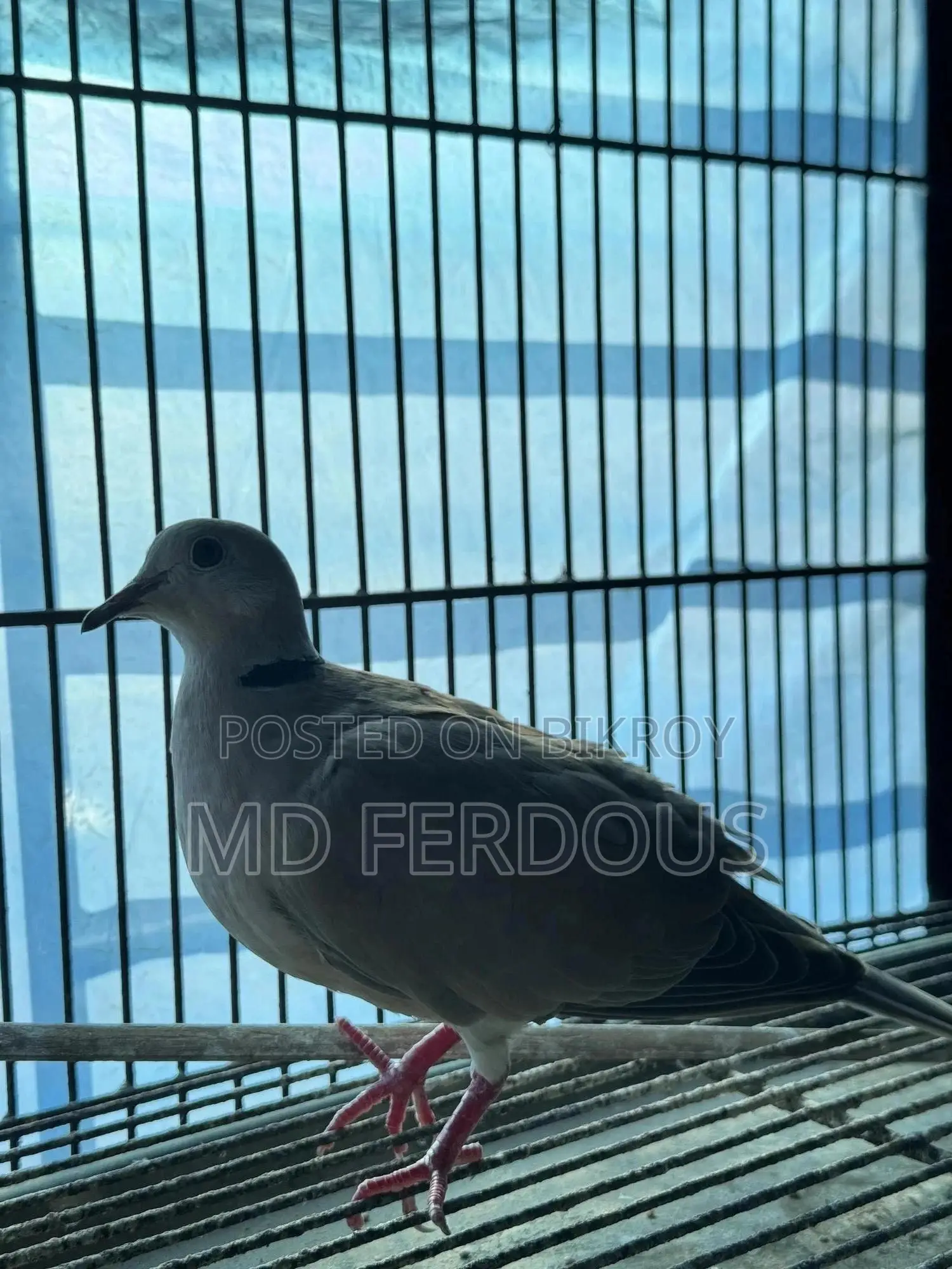 Australian Dove