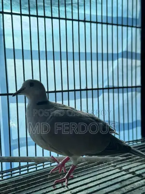 Australian Dove