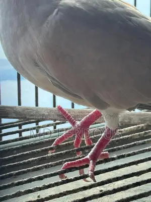 Australian Dove