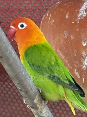 Green Opaline Pair