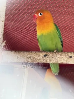 Green Opaline Pair