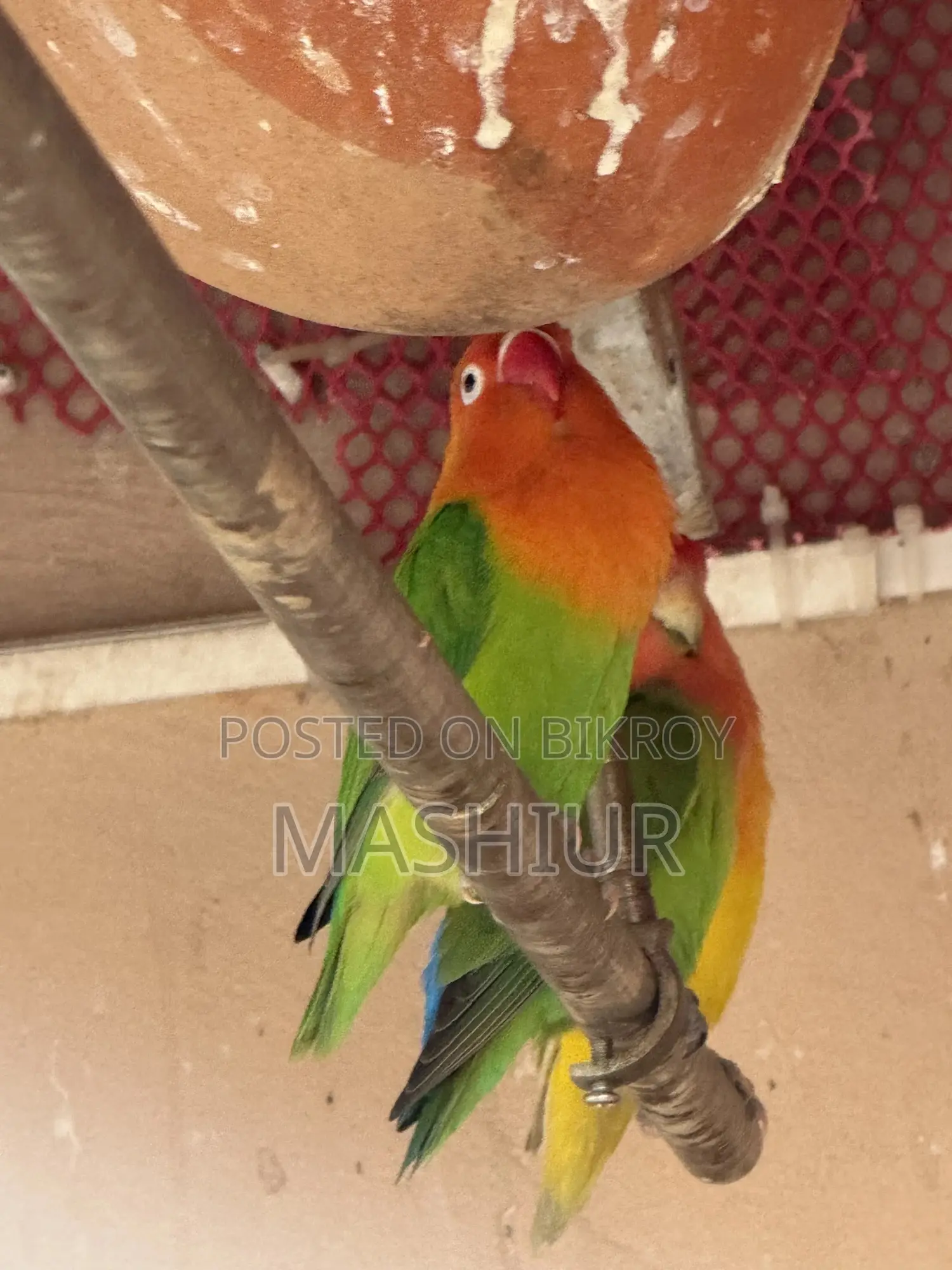 Green Opaline Pair