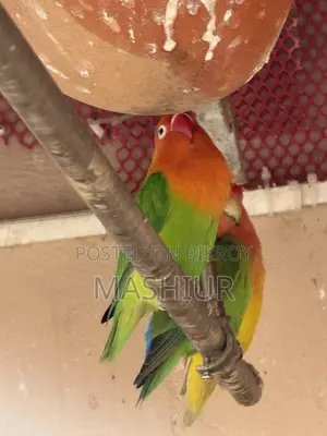 Green Opaline Pair