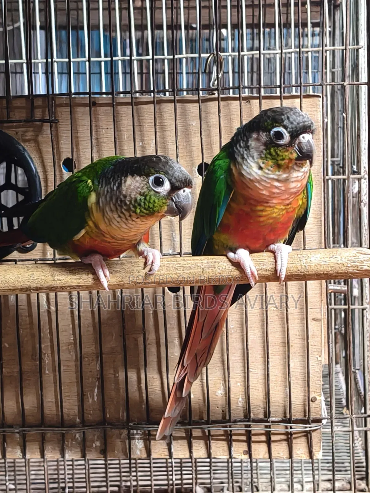 Red Factor Conure Bird