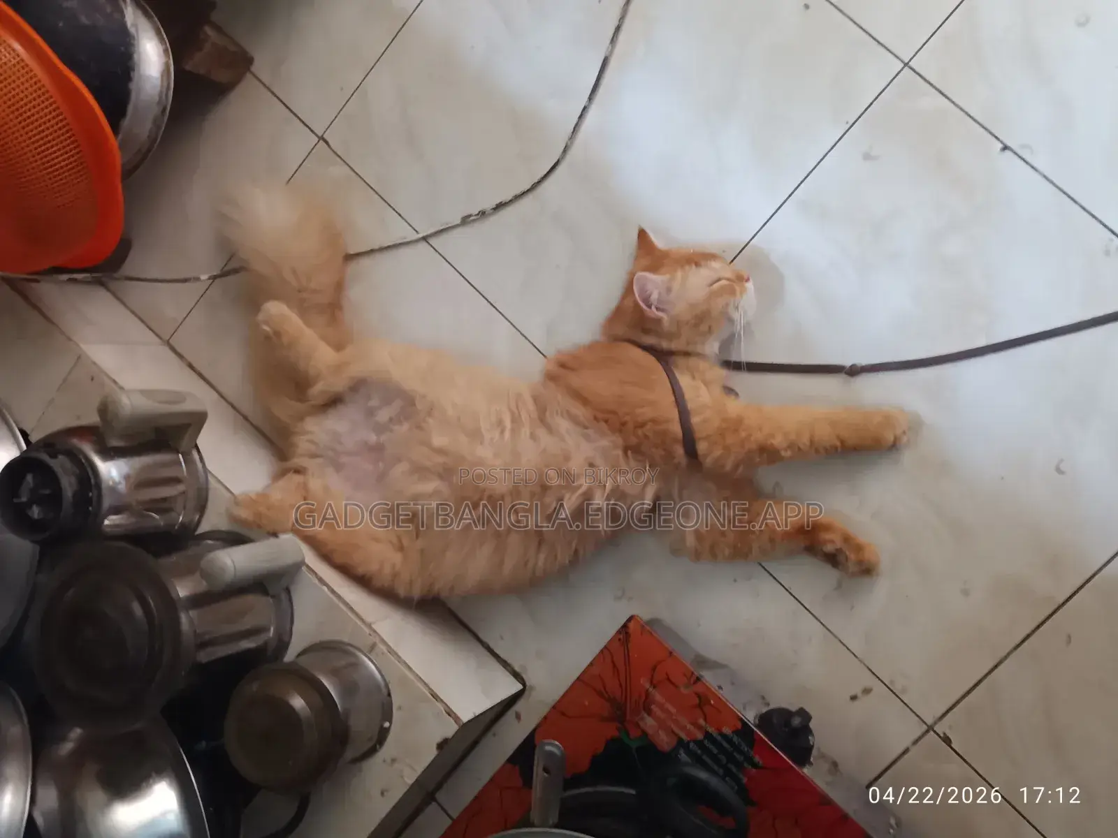 1+ Year Male Purebred Persian