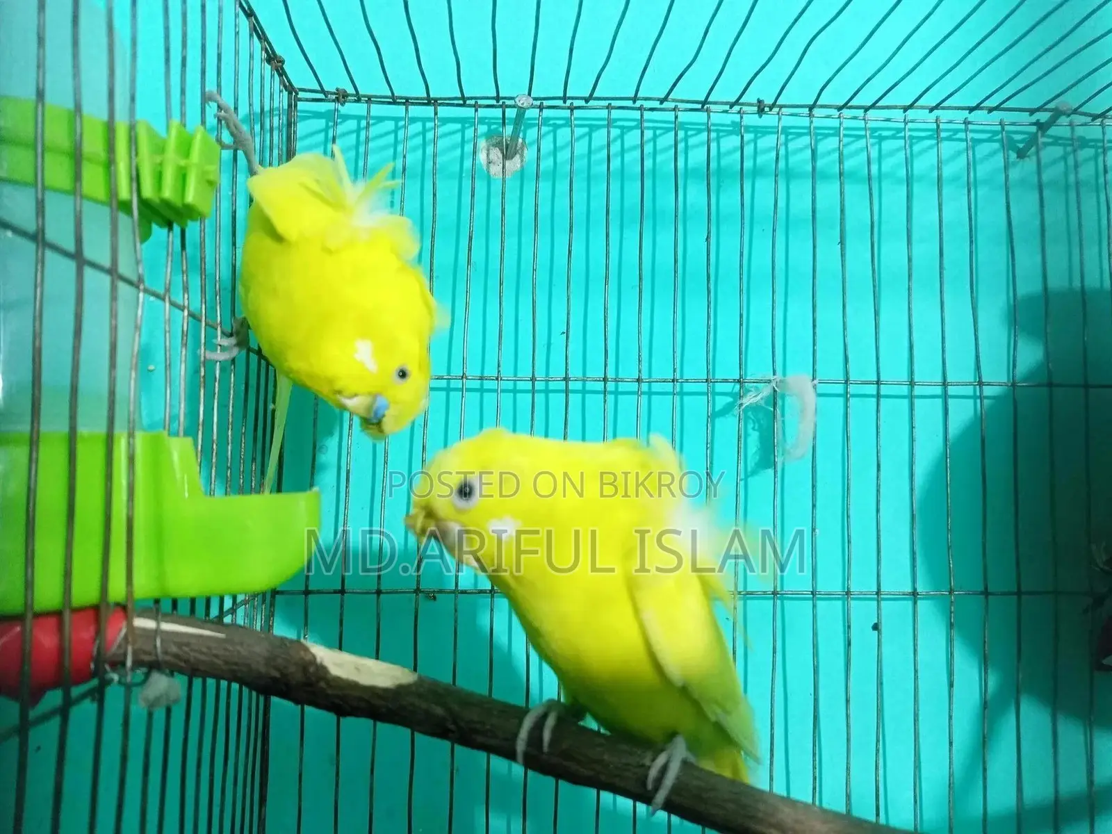 Japanese Budgerigar