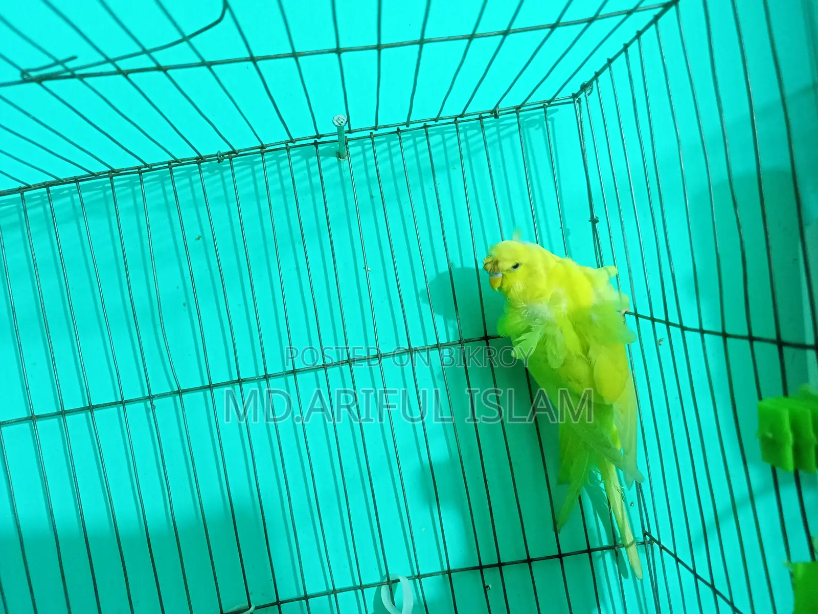 Japanese Budgerigar