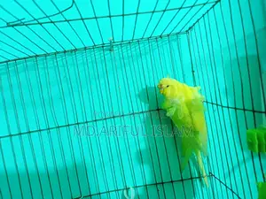 Japanese Budgerigar