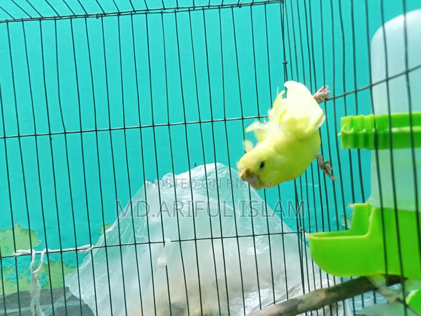 Japanese Budgerigar