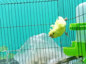 Japanese Budgerigar
