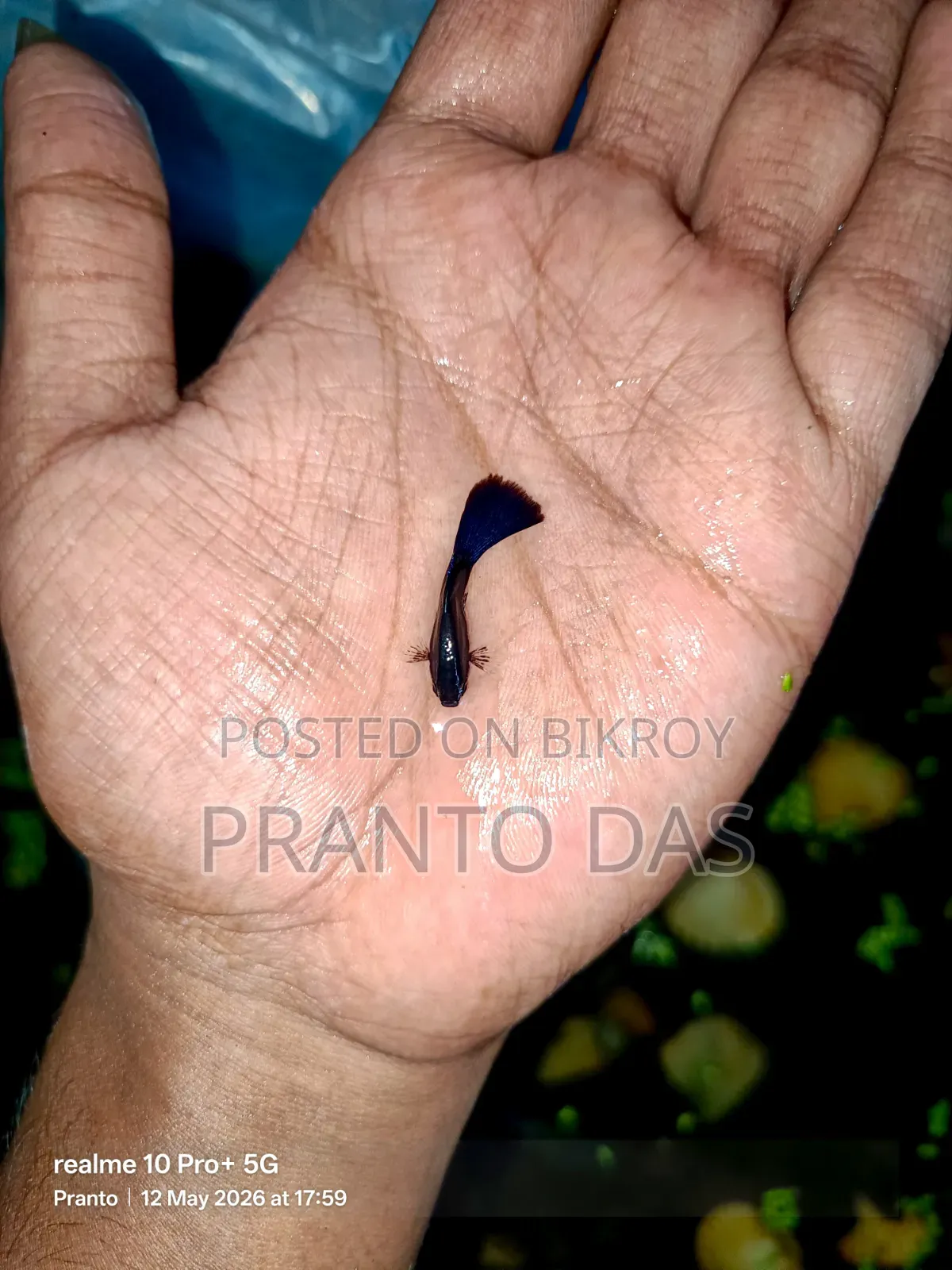 Black Moscow Guppy Sell