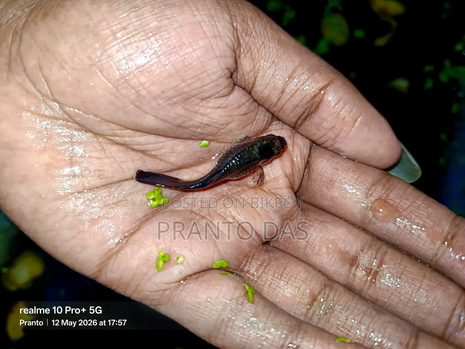 Black Moscow Guppy Sell