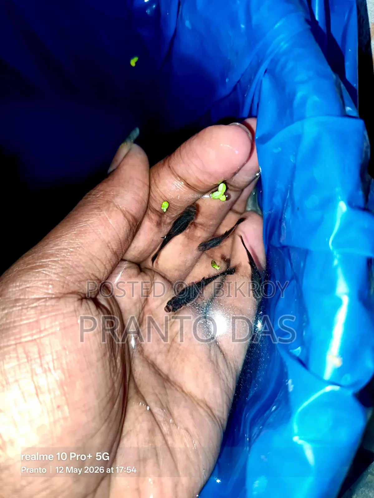 Black Moscow Guppy Sell