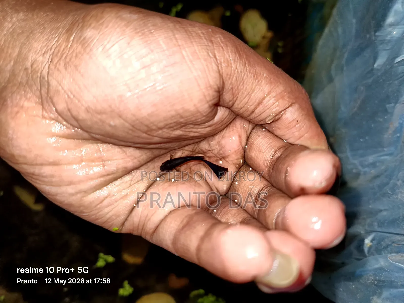 Black Moscow Guppy Sell