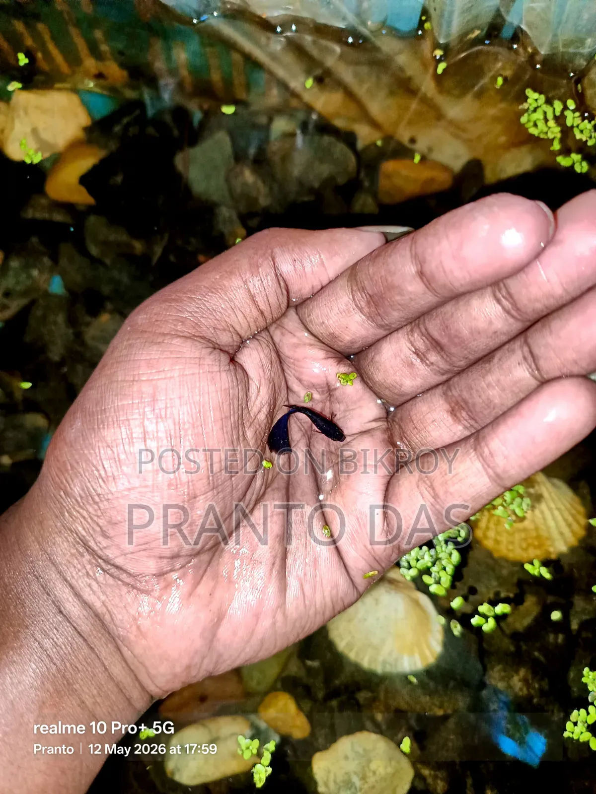 ব্লাক মস্কো গাপ্পি Flash Sell