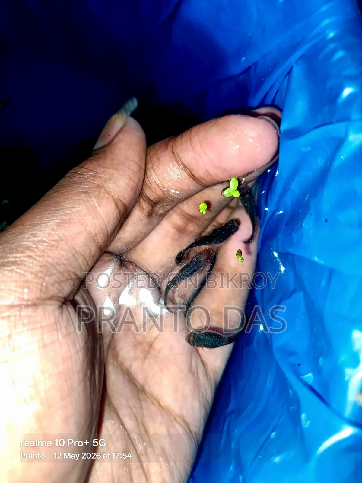 ব্লাক মস্কো গাপ্পি Flash Sell