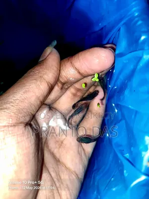 ব্লাক মস্কো গাপ্পি Flash Sell