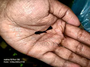 ব্লাক মস্কো গাপ্পি Flash Sell